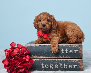 Benjie F1B Cavapoo