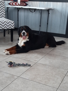 Molly Bernese Mountain dog