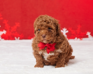 Pepper Cavapoo