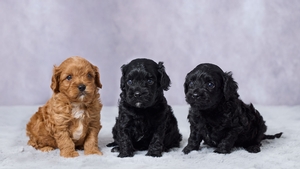 Darla and Jett Cavapoo Puppies