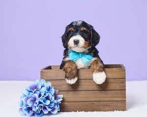 Molly and Firestone Mini Bernadoodle Puppies 