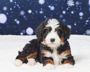 Annie and Firestones Litter