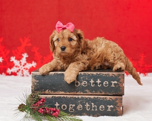 Darla and Jetts F1 Cavapoos 