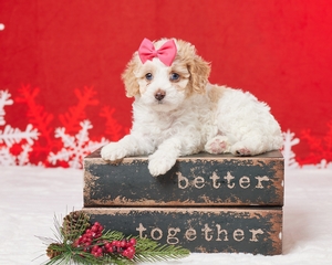 Riana and Rangers Cavapoos 