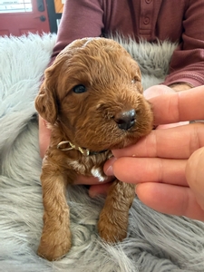 Landon Cavapoo Puppy