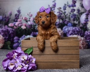 Josie Cavapoo