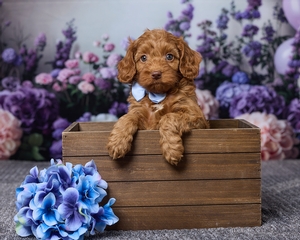 Jessie Cavapoo
