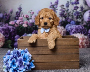 Jamie Cavapoo