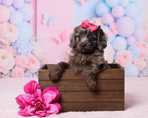 Liberty F1B Cavapoo