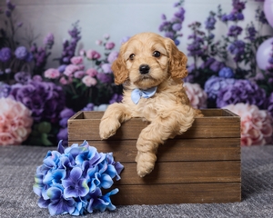 Jaxon Cavapoo 