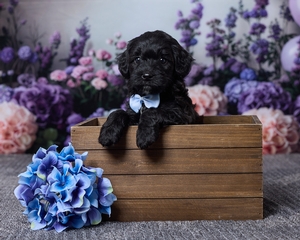 Jaylon Cavapoo