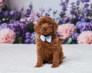 Scooby Cavapoo
