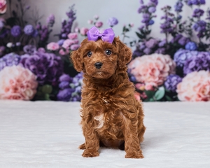Seqouia Cavapoo