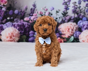 Sawyer Cavapoo