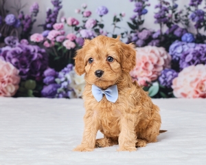 Scooter Cavapoo