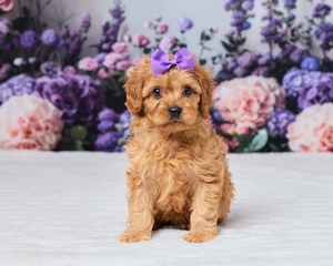 Savannah Cavapoo