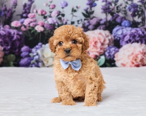 Sarge Cavapoo