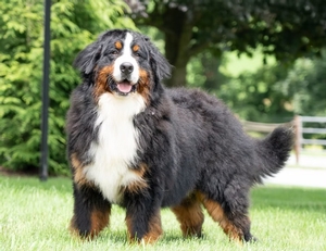 Apollo Bernese Male