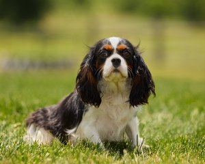 Darla King Charles Cavalier 