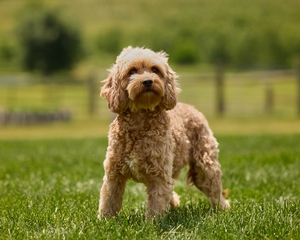 Cavapoo Faith