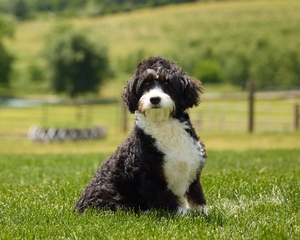 Lindsey Mini Bernadoodle 
