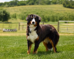 Bernese Mountain Dog Lola