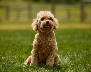 Cavapoo Lucy