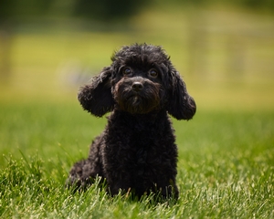 Riana Cavapoo 