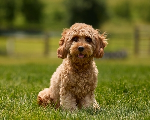 Ruby Cavapoo 