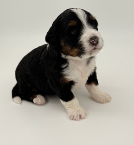 Sierra Mini Bernadoodle