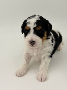 Stella Mini Bernadoodle