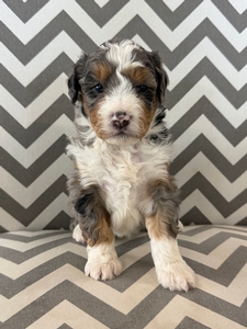 Simon Mini Bernadoodle