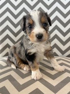 Samson Mini Bernadoodle