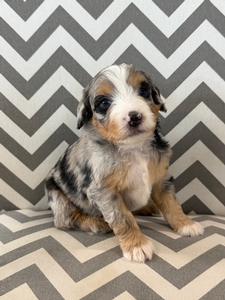 Stetson Mini Bernadoodle