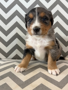 Salem Mini Bernadoodle