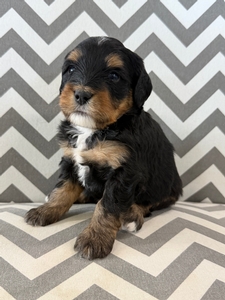Stryker Mini Bernadoodle