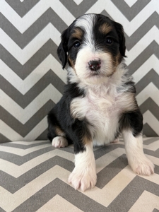 Shiloh Mini Bernadoodle