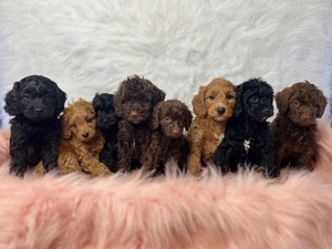 Joy and Jetts Cavapoos 