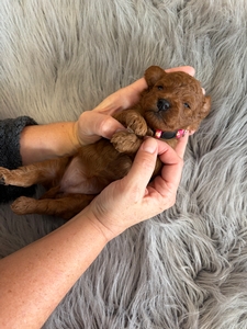 Lauren Cavapoo Puppy