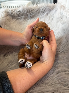 Legend Cavapoo Puppy 