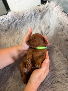 Lincoln Cavapoo Puppy 
