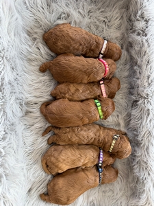 Lucy and Jetts Cavapoo Puppies 