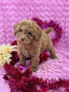 Cocoa Mini Poodle 