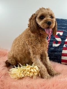 Ruby Cavapoo 