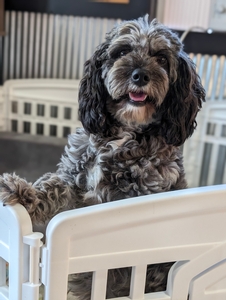Cavapoo Jade