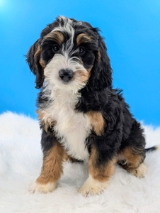 April Mini Bernadoodle 
