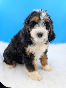 Amber Mini Bernadoodle 