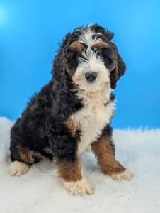 Alice Mini Bernadoodle