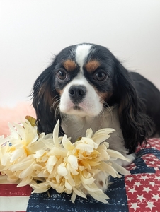Darla King Charles Cavalier 