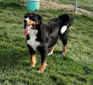 Bernese Mountain Dog Skyline Annie Girl